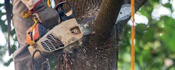 How Our Tree Care Process Works  in  Valley Falls, RI