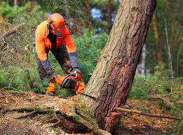Best Soil Testing and Treatment  in Valley Falls, RI