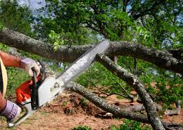 Best Firewood Processing and Delivery  in Valley Falls, RI