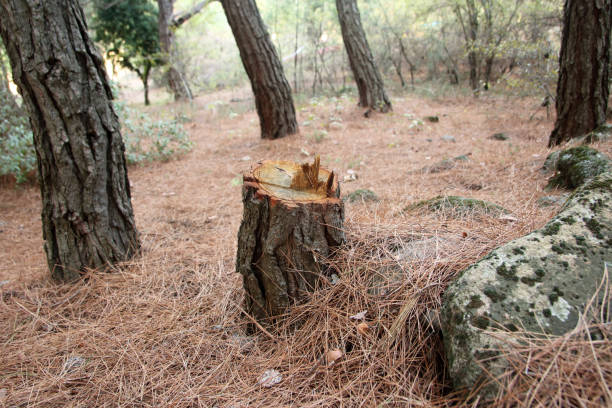 Valley Falls, RI Tree Care Company