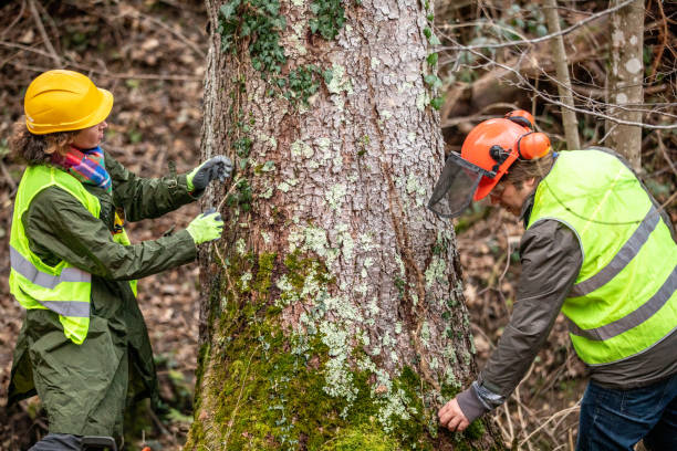 Best Tree Disease Treatment  in Valley Falls, RI