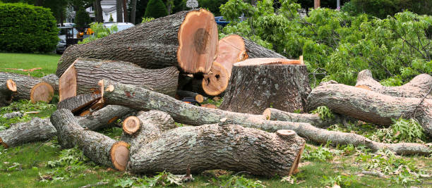 Best Tree Mulching  in Valley Falls, RI