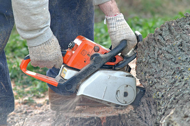 Best Lawn Pest Prevention  in Valley Falls, RI