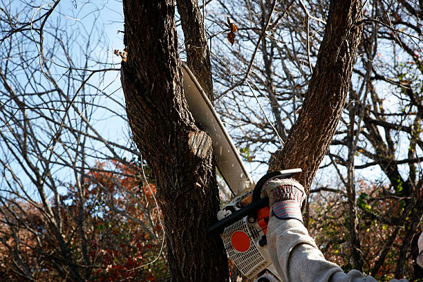 Best Pest Control for Lawns  in Valley Falls, RI