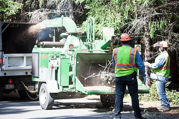 Best Emergency Tree Removal  in Valley Falls, RI
