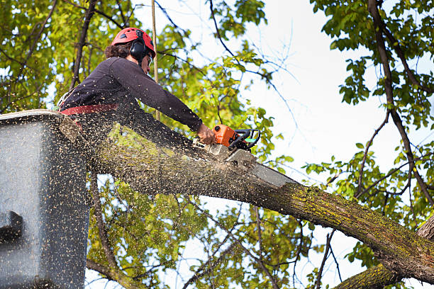 Best Utility Line Clearance  in Valley Falls, RI