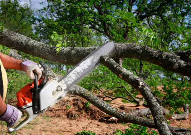 Best Tree Maintenance Programs  in Valley Falls, RI
