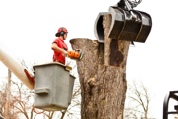 Best Tree Risk Assessment  in Valley Falls, RI