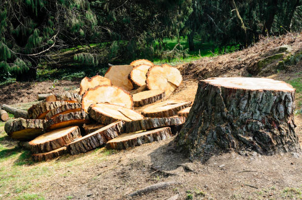 Best Tree Trimming and Pruning  in Valley Falls, RI